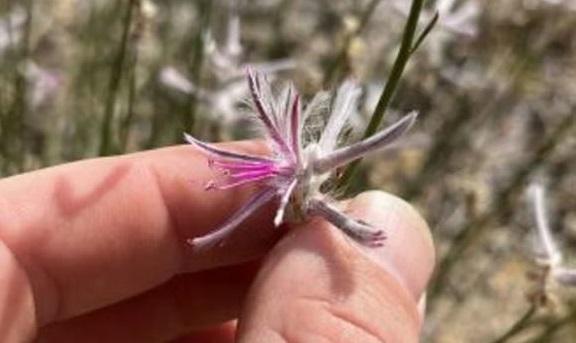 მცენარე, რომელიც გადაშენებულად ითვლებოდა, მებაღემ შემთხვევით  აღმოაჩინა - Ptilotus senarius-ი 1960-იანი წლების შემდეგ აღარავის უნახავს