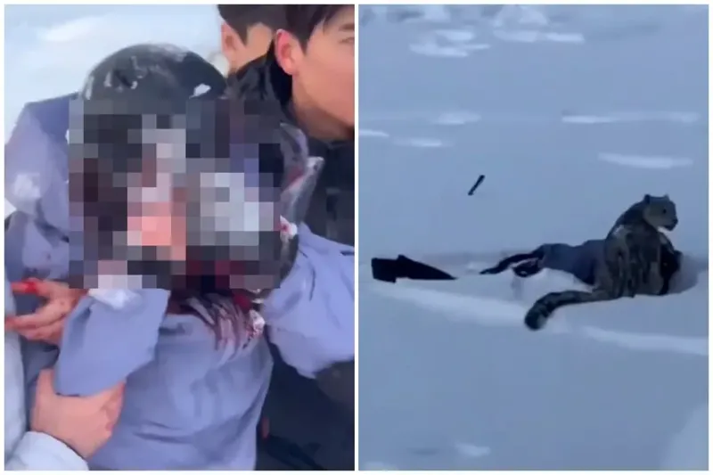 ჩინეთში მოთხილამურეს თოვლის ლეოპარდი დაესხა თავს - "მას ფოტოს გადაღება სურდა, ამიტომ მიუახლოვდა და..."