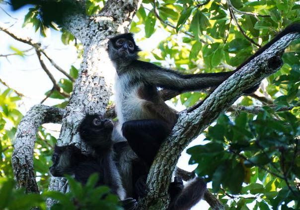 პრიმატები ინტელექტის ახალ საფეხურზე გადავიდნენ? - მეცნიერებმა ობობა-მაიმუნებში “ინფორმაციის გაზიარების განსაკუთრებული სისტემა“ გამოავლინეს