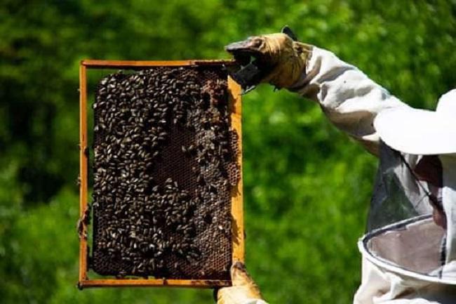 ახალი დაავადება ფუტკარს განადგურების საფრთხეს უქმნის - როგორ შეიძლება მასთან დაპირისპირება და რა ხდება ქართულ საფუტკრეებში?