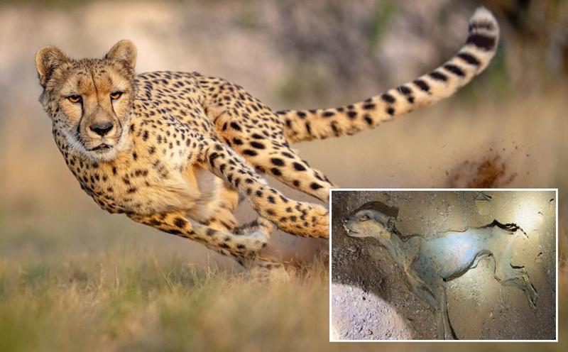 მეცნიერებმა მუმიფიცირებული გეპარდების დნმ გამოიკვლიეს და მოულოდნელი რამ აღმოაჩინეს