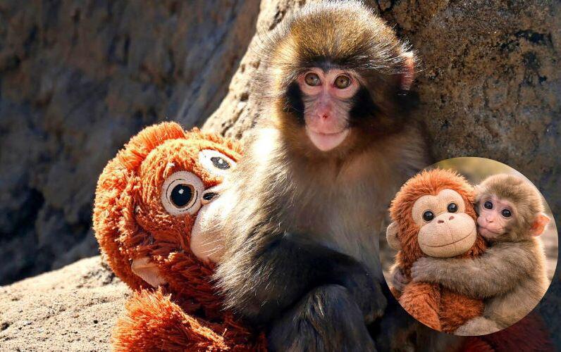 სიმართლე პატარა პანჩის შესახებ, რომელიც ვირუსულ სენსაციად იქცა - რატომ მიატოვა დედამ და რა იდგა ხროვის საშინელი თავდასხმების მიღმა, სანამ ერთ-ერთი მაკაკა იშვილებდა?