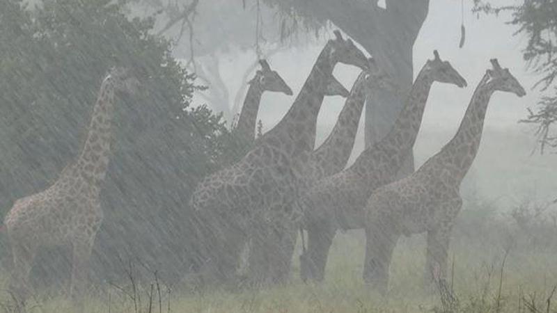ჟირაფები ველური ბუნებისა და შტორმის პირისპირ - სოციალურ ქსელებში ვირუსულად გავრცელებული კადრები (ვიდეო)