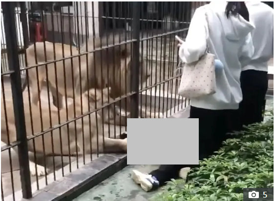 10 წლის გოგონას ლომი დაესხა თავს და მისი გალიაში შეთრევა სცადა - რა მოხდა ჩინეთის ერთ-ერთ ზოოპარკში?