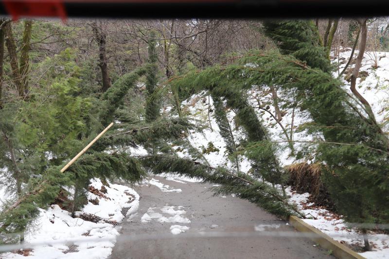 ბოტანიკური ბაღი ვიზიტორებისთვის დაიკეტა - რა არის მიზეზი: თბილისის მერია განცხადებას ავრცელებს (ფოტოები)
