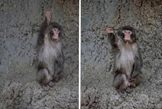 პატარა პანჩიმ ადამიანივით ხელით დამშვიდობება ისწავლა და მის სანახავად მისულ თითოეულ ვიზიტორს ხელს უქნევს - ვიდეო ვირუსულად გავრცელდა