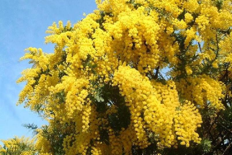 აფხაზეთიდან ოკუპანტ რუსეთში, ა.წ. თებერვლიდან მოყოლებული 300 ტონა მიმოზა გაიტანეს