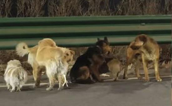 გატაცებულმა შვიდმა ძაღლმა ტყვეობიდან თავის დაღწევა შეძლო და პატრონთან დასაბრუნებლად 17 კმ გაიარა - ამაღელვებელი კადრები ვირუსულად ვრცელდება