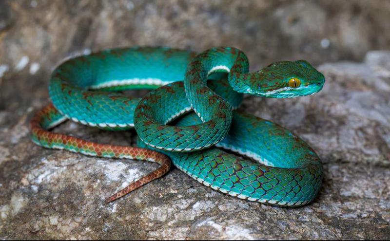 "მფრინავი გველი", ორმოს გველგესლა, გეკონები და სხვა - კამბოჯის გამოქვაბულებში ქვეწარმავლების და ცხოველების ახალი სახეობები აღმოაჩინეს