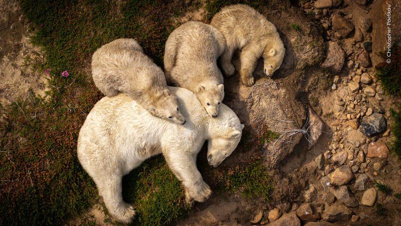 დღის ფოტო: "ოჯახის ძილისპირული": პოლარული დათვი ბელებთან ერთად ისვენებს
