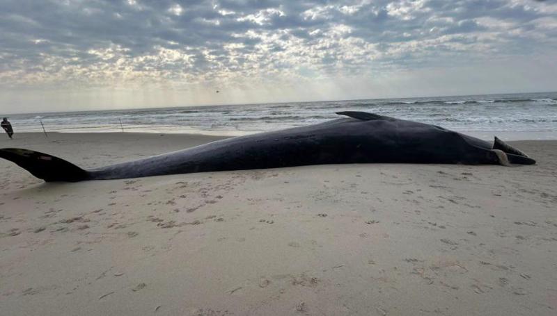 ნიუ-იორკში, ქუინსის სანაპიროზე უზარმაზარი მკვდარი ვეშაპი გამოირიყა - სახეობა, რომელსაც ის მიეკუთვნება, გადაშენების პირასაა (ფოტო)