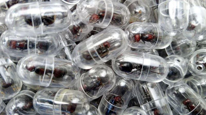 თითო ჭიანჭველა 220 აშშ დოლარად - კენიაში მობინადრე აფრიკულ დედოფალზე ნადირობაა გამოცხადებული: რატომ გახდა ის კოლექციონერების სამიზნე?