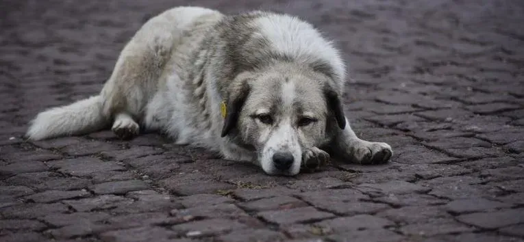 ცხოველთა მონიტორინგის სააგენტო განცხადებას ავრცელებს