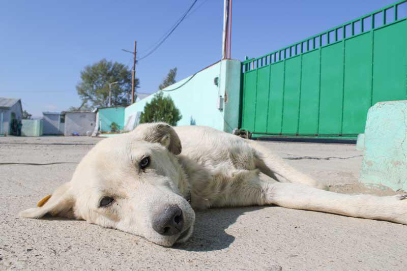 როდის დაიწყებს ფუნქციონირებას მიუსაფარი ცხოველების პოპულაციის მართვის ახალი ცენტრი - თბილისის მერია განცხადებას ავრცელებს