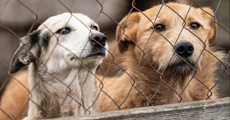 მთლიანობაში რამდენი მიუსაფარი ძაღლი აღირიცხა 2025 წელს თბილისში?