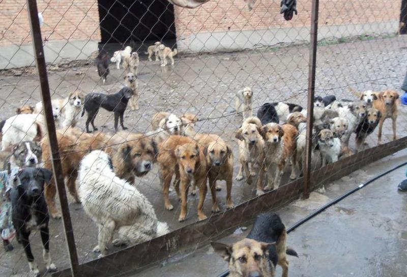 "ღუმელი 4 საათი მუშაობდა, როცა ერთი ძაღლის დაწვას 5 წუთი სჭირდება" - რა ხდება გორის კრემატორიუმში და რას პასუხობენ ცხოველთა უფლებადამცველებს სახელისუფლო უწყებებიდან?