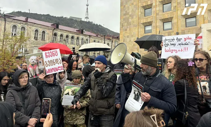 "დააბრუნეთ ძაღლები, საიდანაც აიყვანეთ" - მთავრობის ადმინისტრაციასთან ცხოველების უფლებების დამცველები აქციას მართავენ
