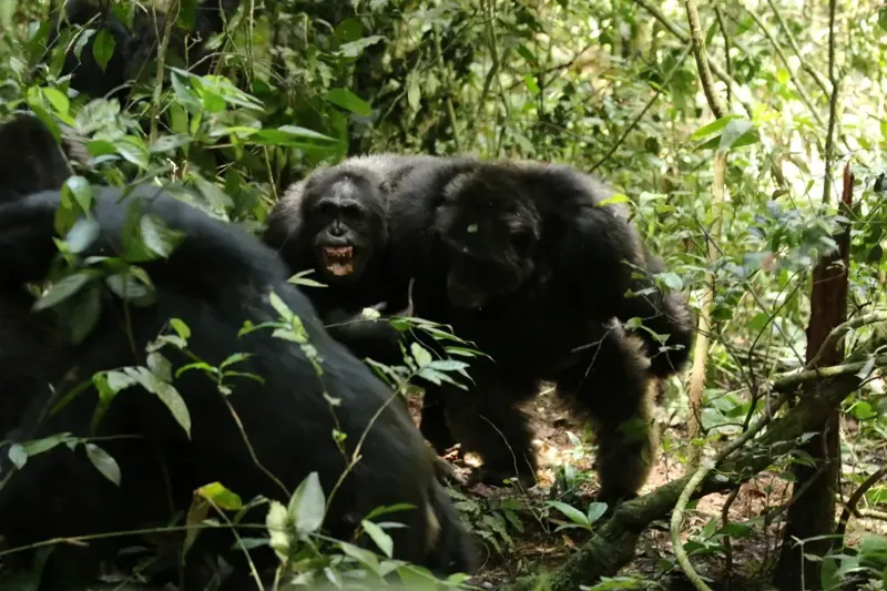 უგანდის ჯუნგლები შიმპანზეების "სამოქალაქო ომის" ადგილად იქცა - უჩვეულო მოვლენა, რომელმაც მეცნიერების ყურადღება მიიქცია