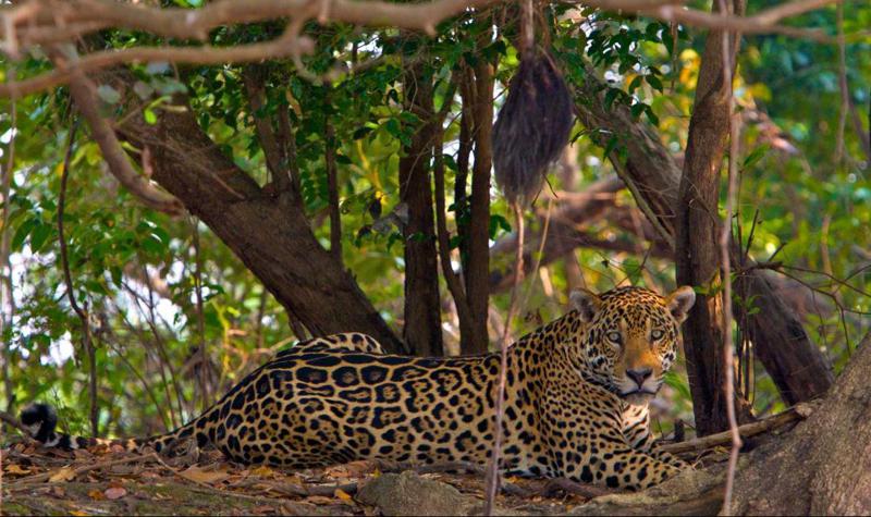 ათწლეულის შემდეგ, მკვლევრებმა “ღრუბლოვანი იაგუარი“ დააფიქსირეს - რას ნიშნავს უნიკალური სახეობის აღმოჩენა არეალზე, სადაც მას გამქრალად თვლიდნენ