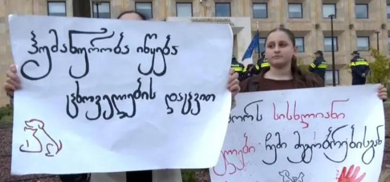 მთავრობის ადმინისტრაციასთან ცხოველთა დამცველებმა საპროტესტო აქცია გამართეს
