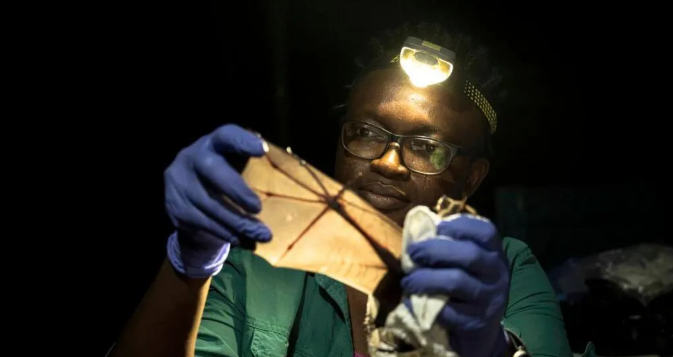 გლობალური ჯილდო ღამურების გადარჩენისთვის - როგორ აქცია ტყის ხანძრის ტრაგედიამ ნიგერიელი მეცნიერი გმირად