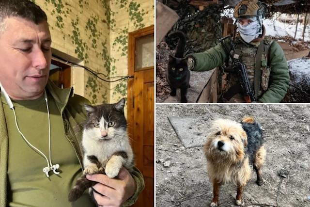 ომში “გაჭედილი“ ცხოველები - უკრაინელმა ჯარისკაცებმა ფრონტის ხაზზე ჩარჩენილი ოთხფეხა მეგობრები დრონებით გადაარჩინეს
