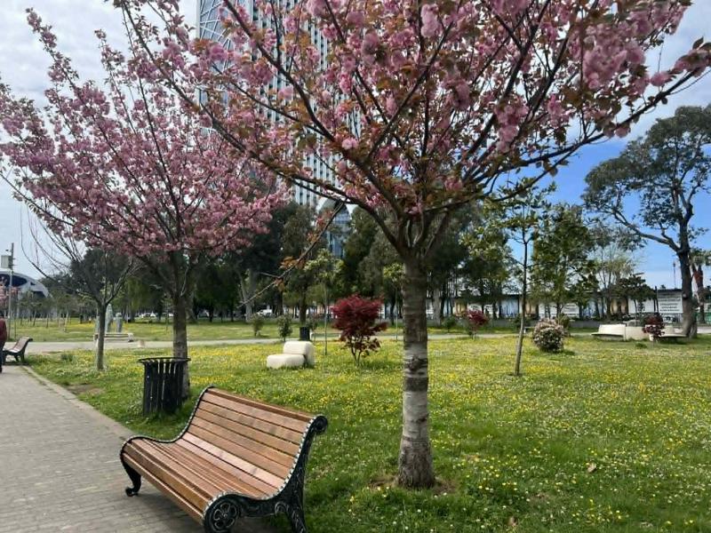 ბათუმში საკურა აყვავდა (ფოტოები)