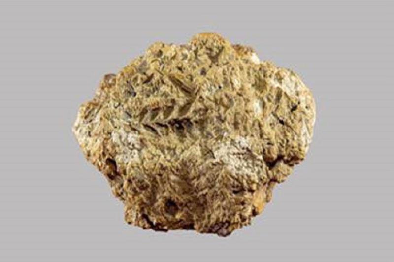 კვლევის მიხედვით, საქართველო პურის ხორბლის წარმოშობის უძველესი კერაა - რა წერია ამერიკულ სამეცნიერო ჟურნალ PNAS-ის სტატიაში