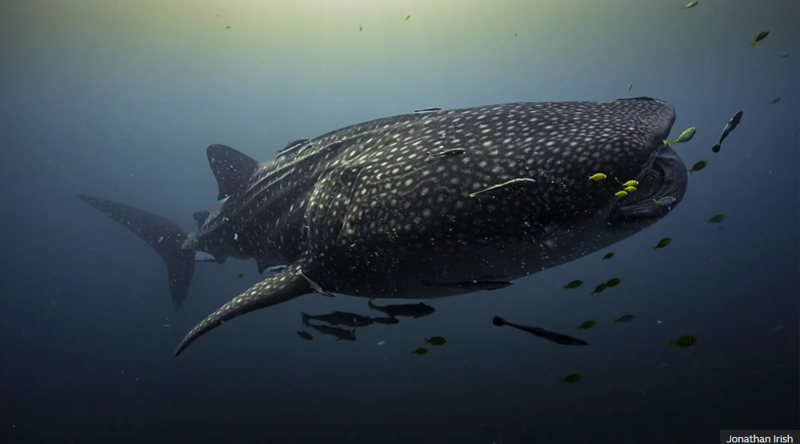 ახალმა აღმოჩენამ, შესაძლოა მსოფლიოში ყველაზე დიდი ზვიგენის საიდუმლოს ახადოს ფარდა - რა ხდება ცნობილი გადაშენების პირას მყოფი სახეობის შესახებ?