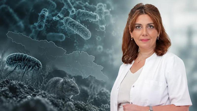 სად "ცოცხლობს“ შავი ჭირი საქართველოში და როგორ შეიძლება ადამიანი დაინფიცირდეს - ეპიდემიოლოგის განმარტება