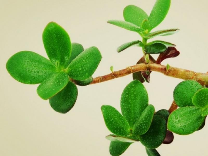 ფულის ხეს მოაქვს... ჯანმრთელობა - ამ რეცეპტებით დაზოგავთ ფულს