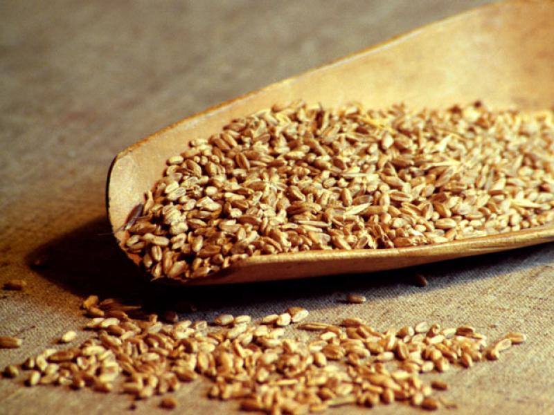 რუსეთმა 1-ელ ივლისამდე ხორბლეულის ექსპორტი შეაჩერა