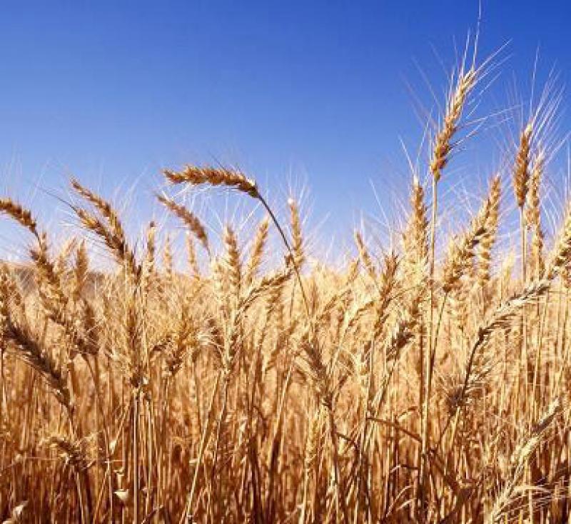 რუსეთიდან გამოტანილი ხორბლის საბაჟო გადასახადი გაიზარდა - რას აპირებს საქართველო?