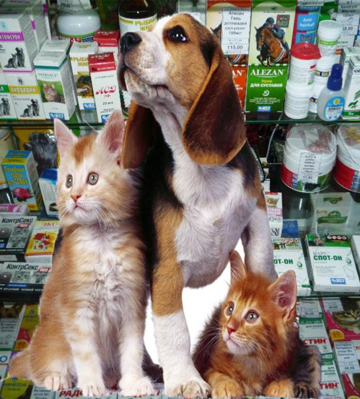 "ეს შინაური ცხოველების სიკვდილიანობას გაზრდის" - წამლების შესახებ კანონში ცვლილებების ვეტერინარული საფრთხე და ჯანდაცვის სამინისტროს პასუხი