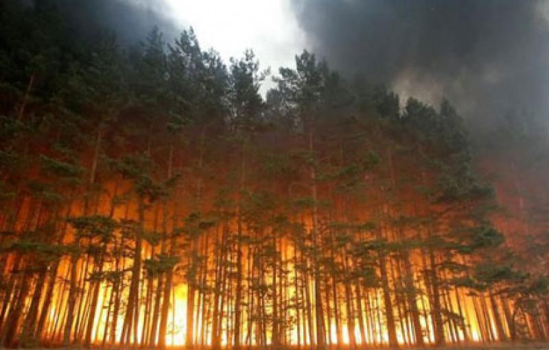 კოდიანის ტყეში ხანძარი ლოკალიზებულია