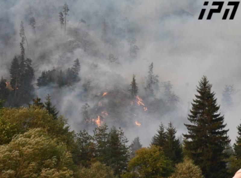 "კონსოლიდირება მოხდა, რომ ეს სტიქიური უბედურება ჩავაქროთ, ადამიანების ნაწილი კი აგრძელებს ბრაკონიერობას, უკანონოდ ჭრის ხეებს"