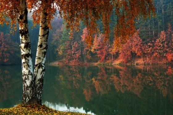 დრუიდების  ჰოროსკოპი - არყის ხე - 24 ივნისი 