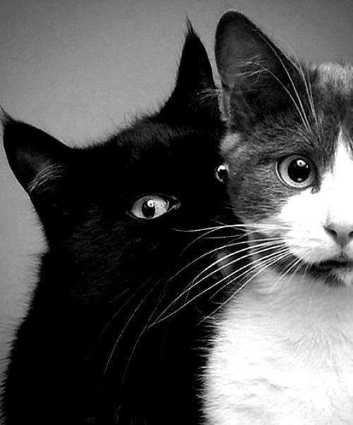 რატომ ცოცხლობენ უფრო დიდხანს კატების მოყვარულები?