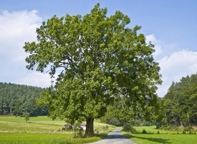 დრუიდების ჰოროსკოპი - იფანი 25 მაისი -3 ივნისი; 22 ნოემბერი - 1 დეკემბერი 