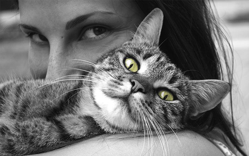 რატომ ახანგრძლივებს სიცოცხლეს და აუმჯობესებს ჯანმრთელობას კატასთან ურთიერთობა 