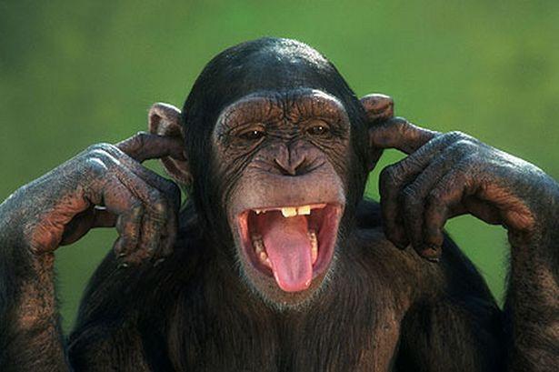 საახალწლო ტესტი რა გელით 2016 წელს?