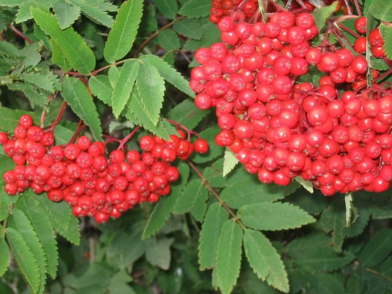 დრუიდების ჰოროსკოპი - ცირცელი 1 -10 აპრილი; 4 -13 ოქტომბერი