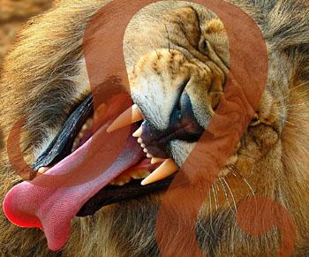 სექსუალური ჰოროსკოპი - ლომი