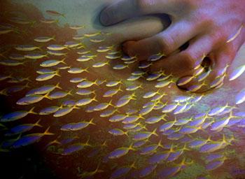 სექსუალური ჰოროსკოპი  - თევზები 