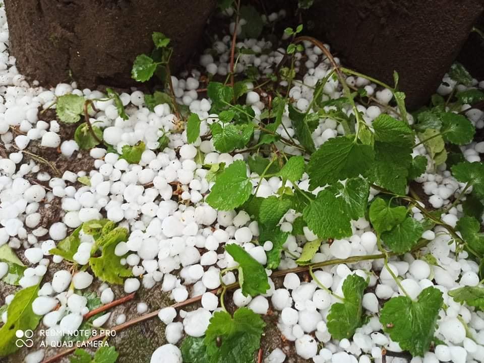 სტიქია საჩხერეში - ძლიერმა სეტყვამ მოსახლეობას ნათესები გაუნადგურა (ფოტოები)
