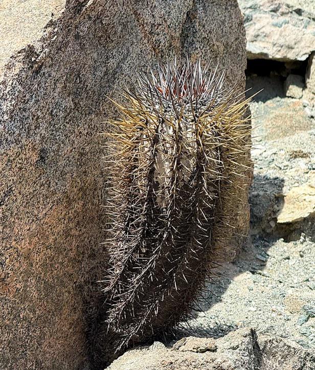 Copiapoa