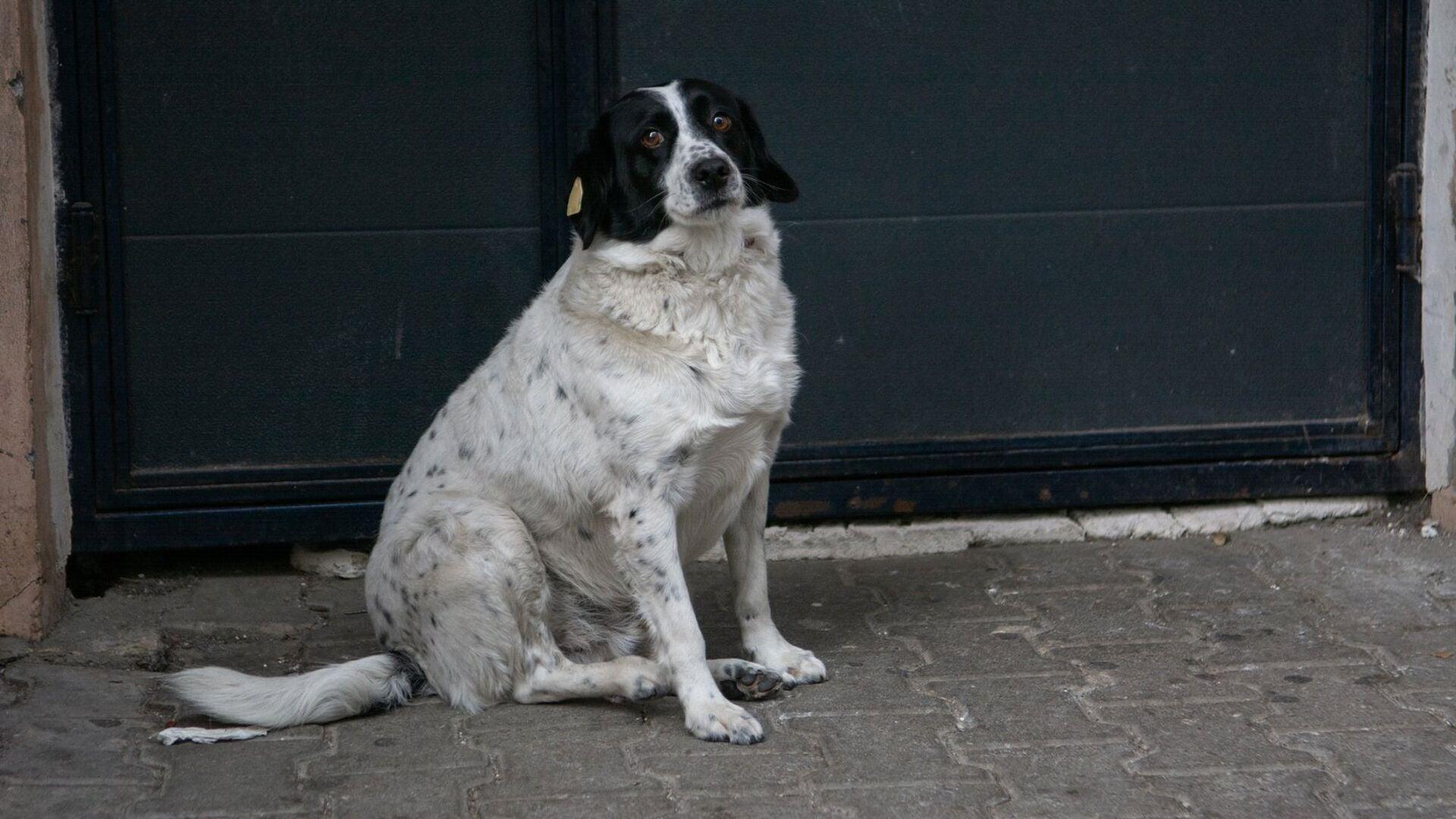კუპატას თავგადასავალი, რომელიც აქამდე არ იცოდი - ყველასთვის საყვარელი ბათუმელი ძაღლი ლიტერატურულ პერსონაჟად იქცა