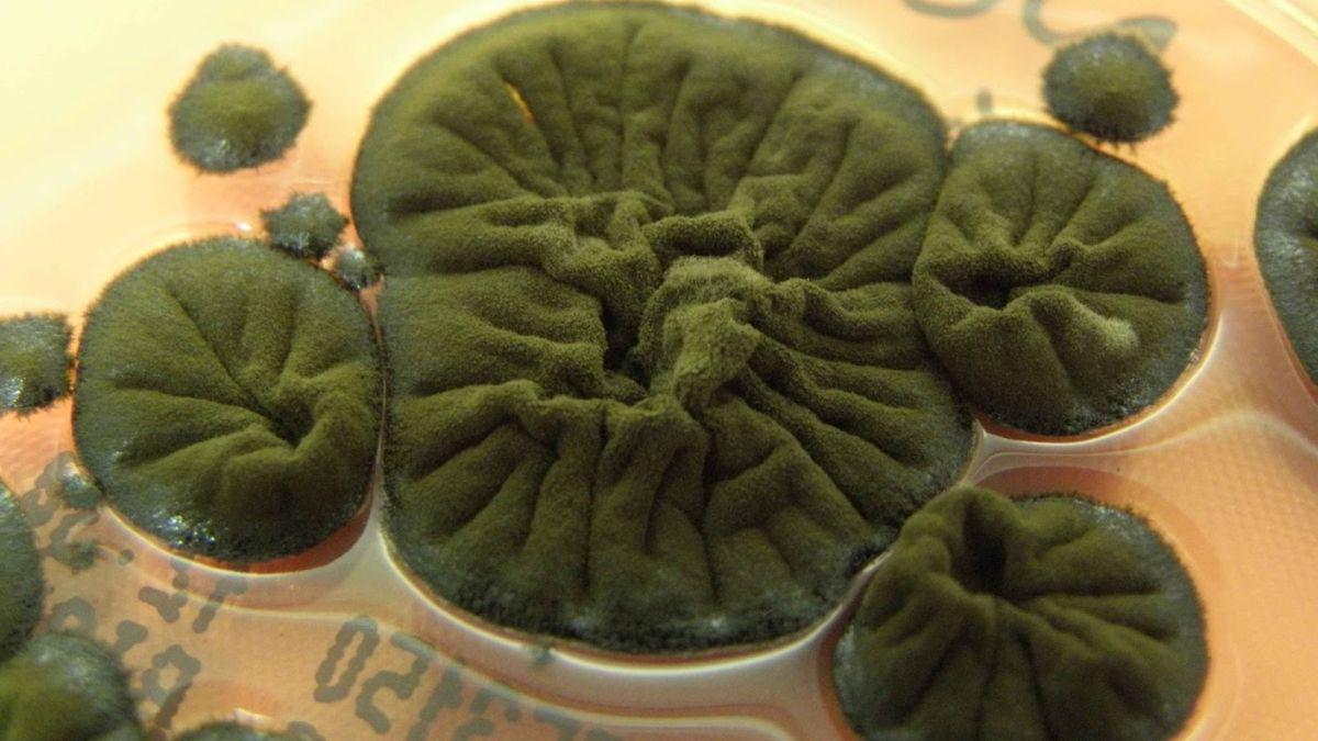 ჩერნობილში რაღაც უცნაური ხდება - ატომურ სადგურში აღმოაჩინეს სოკო, რომელიც მაღალი დონის რადიაციით იკვებება და მას ენერგიად გარდაქმნის