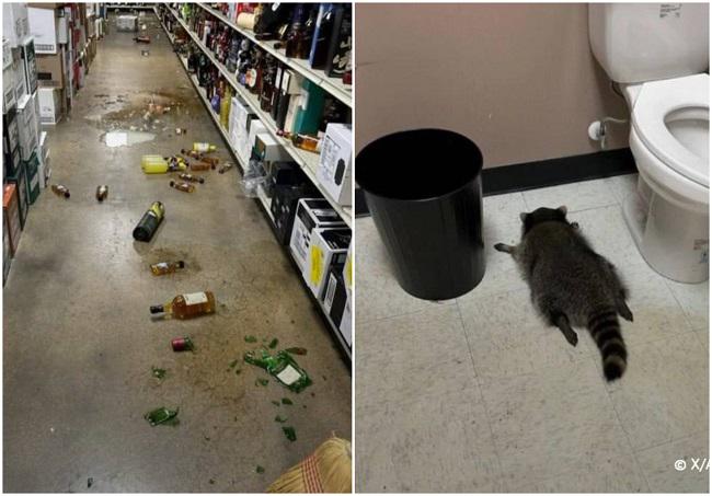 აშშ-ში ენოტი მაღაზიაში შეიჭრა, ვისკის თარო გაძარცვა, ბოთლები დაამსხვრია, ალკოჰოლი დალია და მთვრალს იქვე მიეძინა