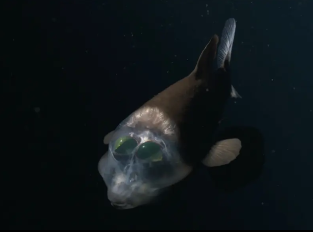 barreleye_fish_2-69497.png